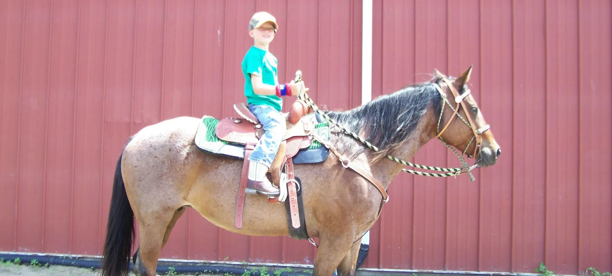 Riding horse for horse riding camp